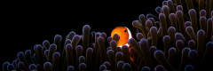 False clown anemone fish, nemo hiding in the anemone
