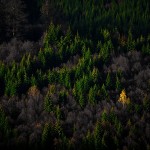 _MG_1702-pP