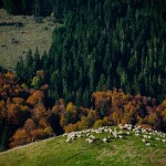 _MG_5483-p