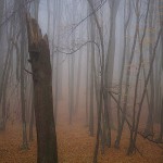 _MG_5598-pmm
