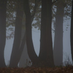 _MG_5641-p