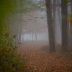 _MG_5767-pm