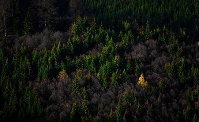 _MG_1702-pP